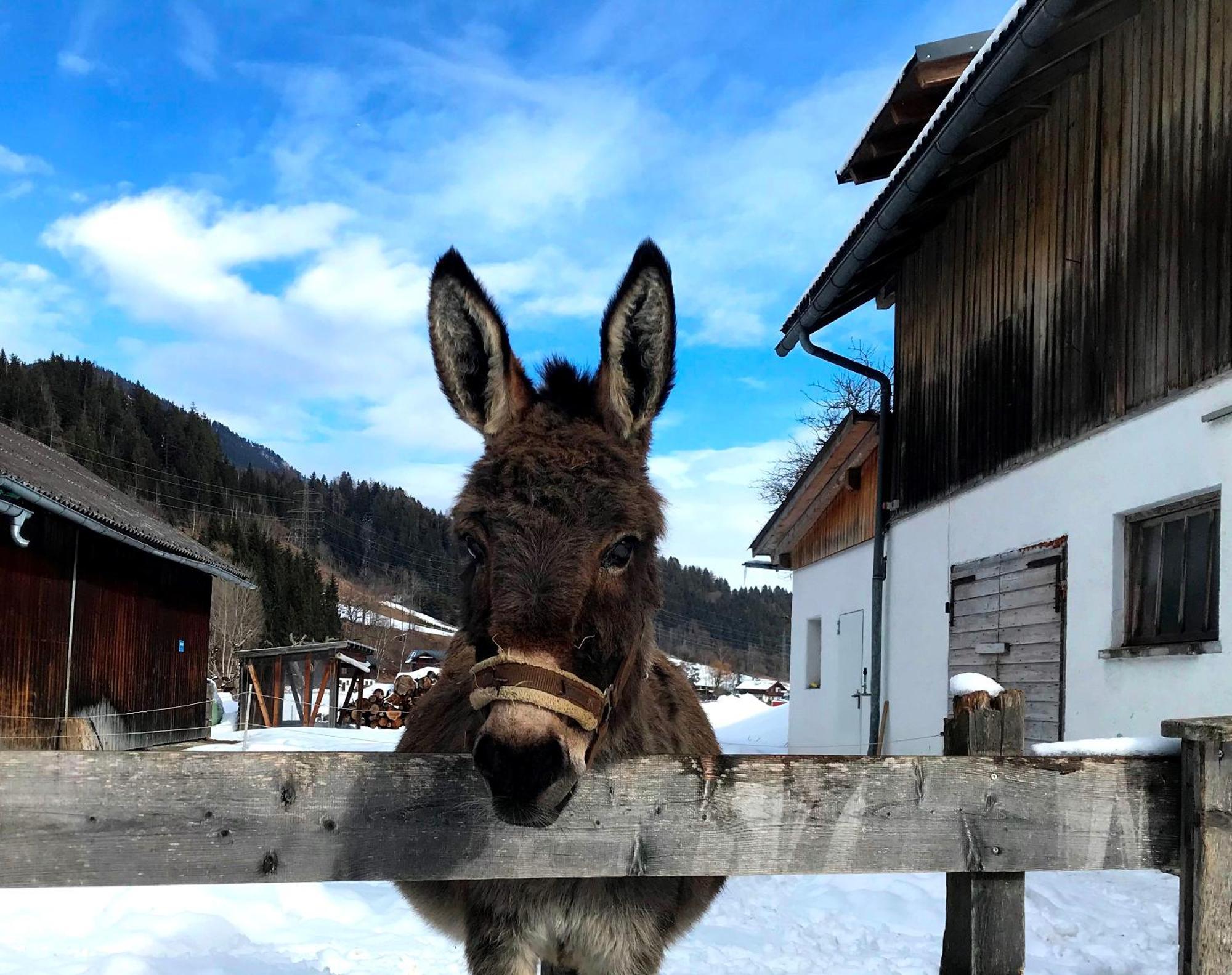 Hinkerhof Schladming